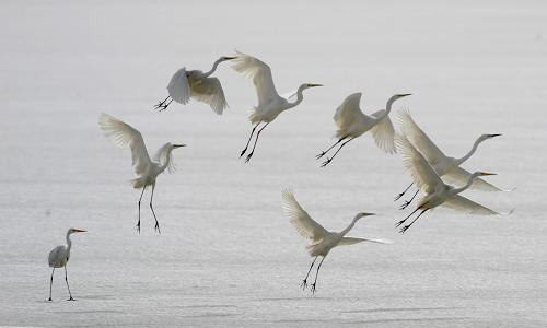 全球變暖 候鳥被迫遷徙更遠
