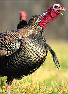 美國：野火雞感恩節突訪小鎮