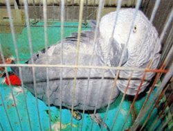 日本鸚鵡迷路 自報姓名住址順利返家