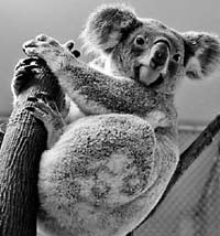 動物也興“網(wǎng)戀”？