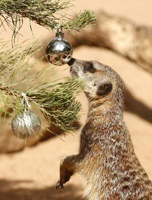Animals also love Christmas