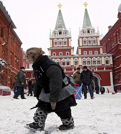 Pictures of the year: lions, tigers and bears