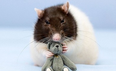 Bug the rat hot on Internet <BR>老鼠靚照轟動網絡(圖)
