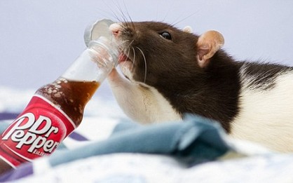 Bug the rat hot on Internet <BR>老鼠靚照轟動網絡(圖)