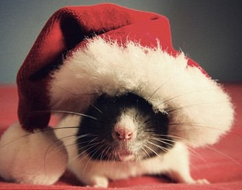 Bug the rat hot on Internet <BR>老鼠靚照轟動網絡(圖)