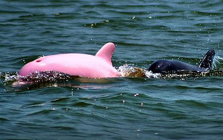 Pink dolphin surfaces in US <BR>美國驚現罕見粉色海豚