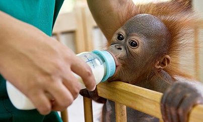 World's 1st orangutan hospital<BR>猩猩'兒童醫院'亮相(圖)