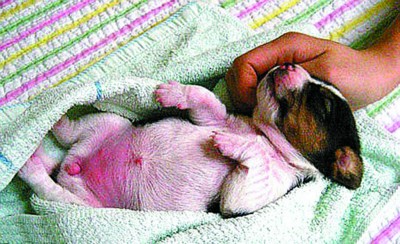 韓國(guó)科學(xué)家克隆出紅色熒光狗