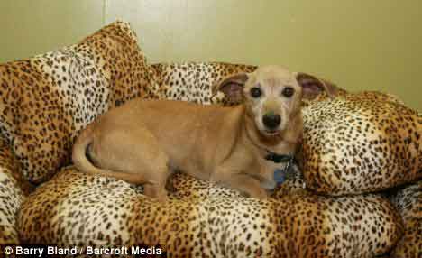 世界最長壽狗喜慶26歲生日