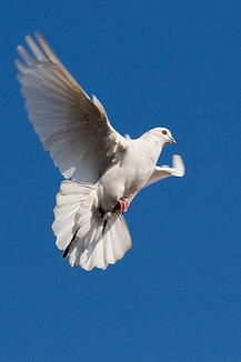 南非：飛鴿傳信比網(wǎng)絡(luò)快！