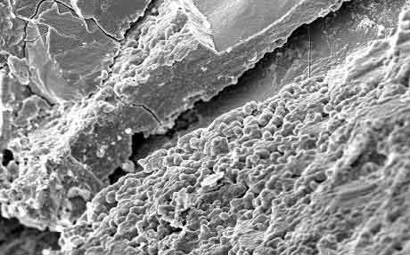 美宇航局發現火星細菌 成生命新證據