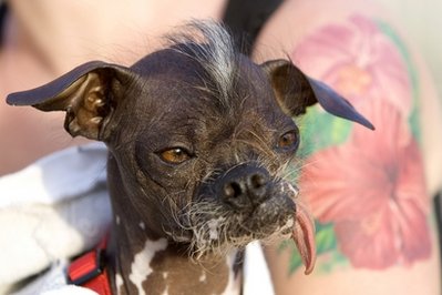 世界上最丑的狗去世 曾為公益募款10萬美元