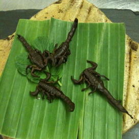 吃蟲(chóng)代替吃肉 環(huán)保又健康