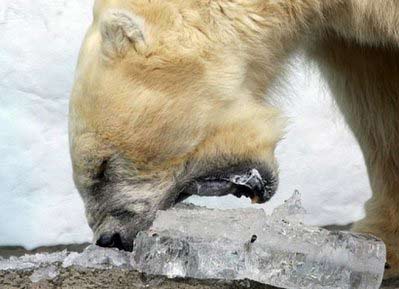 熊出沒注意！俄發布“遇熊逃生指南”