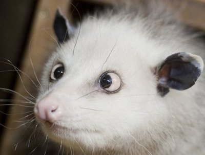 Cross-eyed opossum a hit<BR>斗雞眼負鼠成網絡新寵