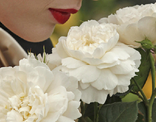 The Chelsea Flower Show 2011 in London