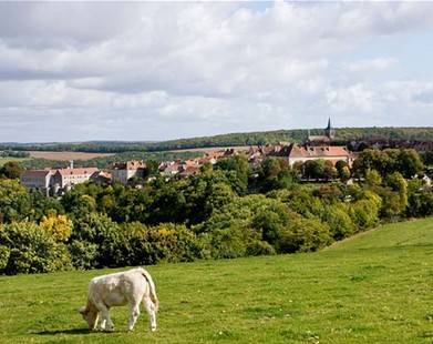 為產好牛肉 法農夫給牛喝紅酒