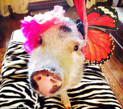 最美寵物豬天天換造型網絡爆紅