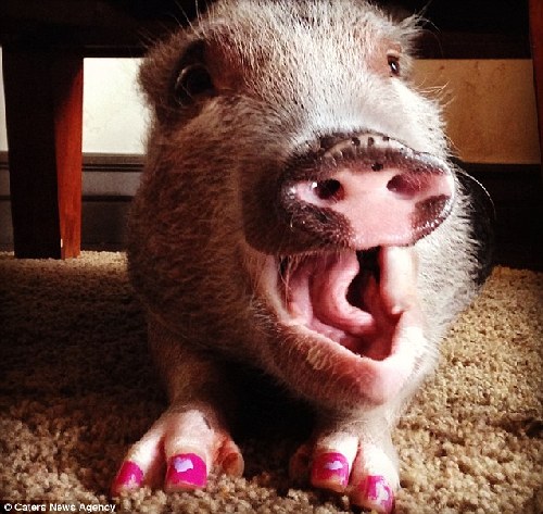 最美寵物豬天天換造型網絡爆紅