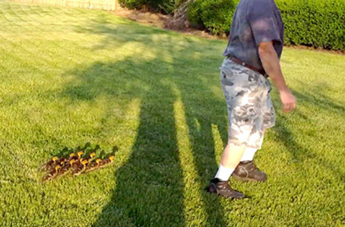 男子竟當上“鴨媽媽”