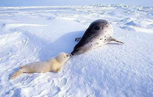 世上只有媽媽好 海豹幼崽的人生第一課