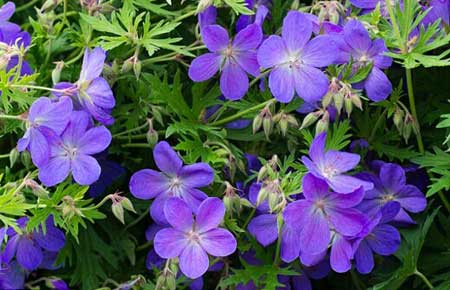 全球變暖會(huì)使花變得更香？