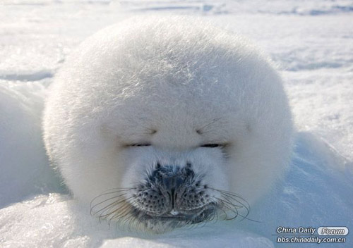 雪中的可愛小動物