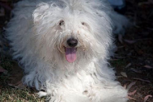 2014萌萌噠！網絡最紅寵物年度盤點