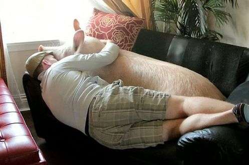 驚呆了:迷你豬長成了龐然大物