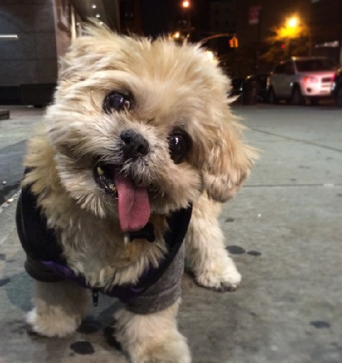 2014萌萌噠!網(wǎng)絡(luò)最紅寵物年度盤點(diǎn)