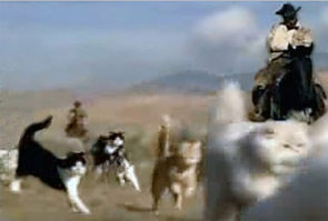 不可能完成的任務像“放貓”?