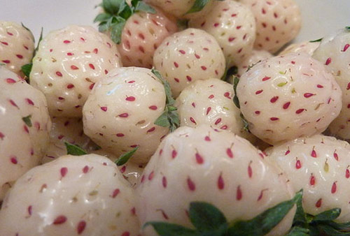 我不想看書！因為我有“密集恐懼癥”！