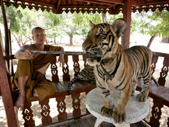 Tigers in the Tiger Temple