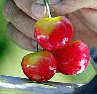 Little cherries have big burst of flavor
