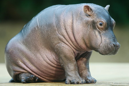 Hippo cub Paula debuts in Berlin