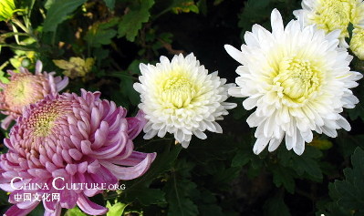 Four gentlemen in plants