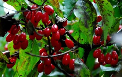 Double Ninth Festival