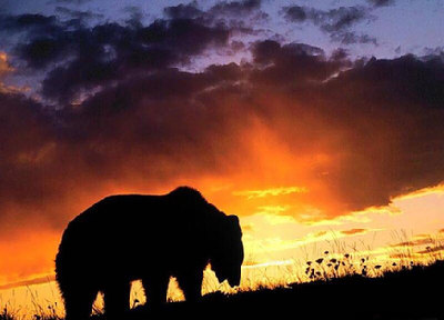 Bear - the “senior” mascot of China