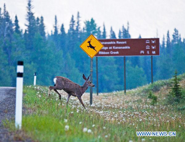 Animals enjoy themselves at national parks in Canadian Rockies