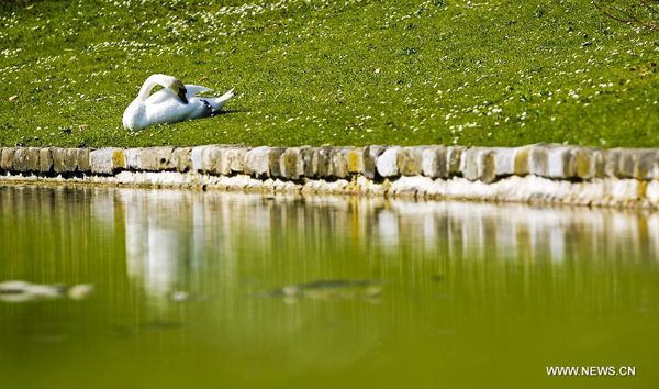 Northern hemisphere embraces flourishing spring flowers