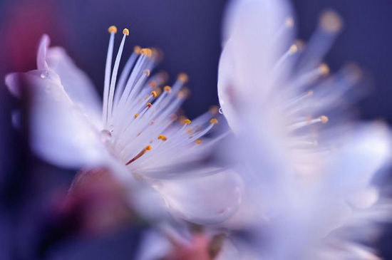 Stunning images of flowers