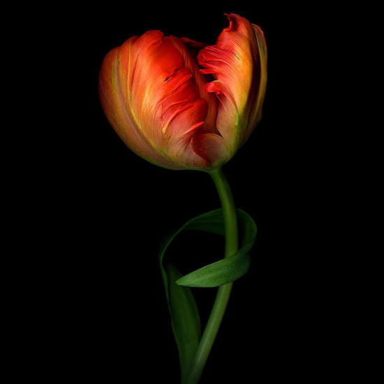 Stunning images of flowers