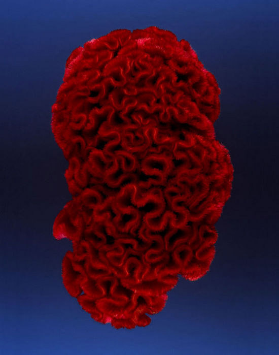 Stunning images of flowers