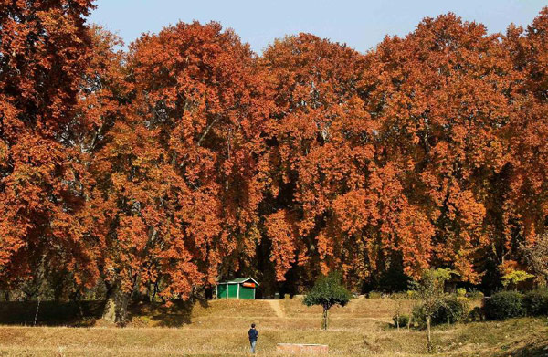 Autumn scenery in Srinagar, Kashmir