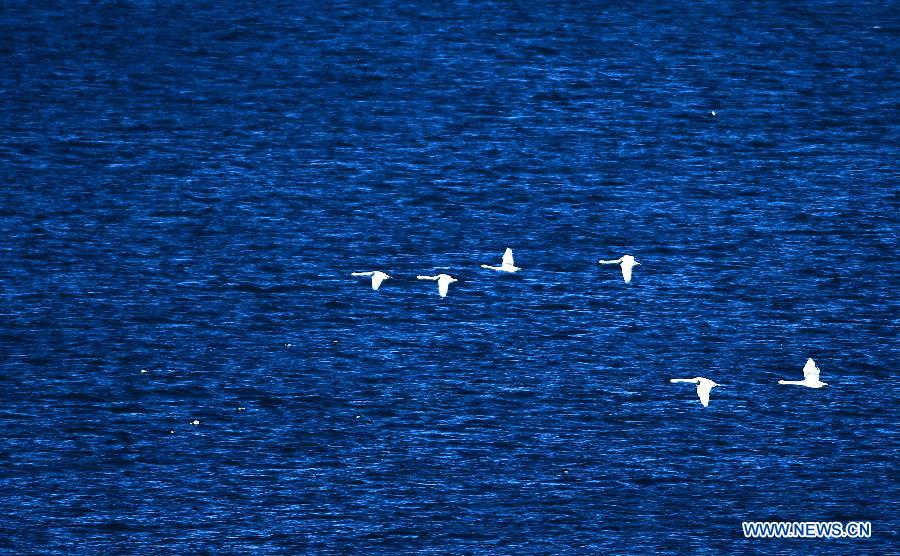 Beautiful scenery of Qinghai Lake