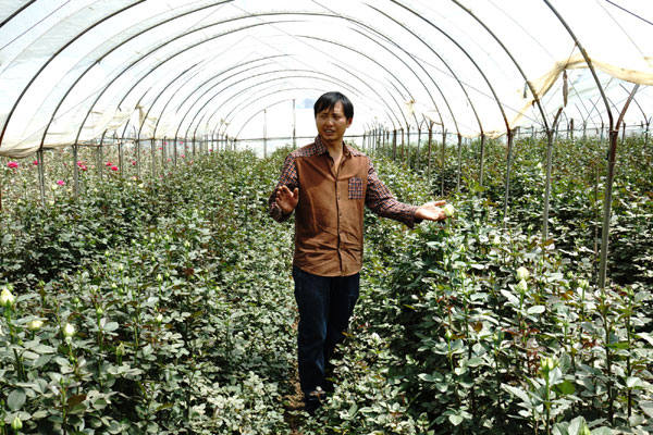 Zhang Liang, foregoer of rose planting in Jinning county, teaches rose planting. [Hu Yongqi/China Daily Reducing risks for Yunan's flower growers considered