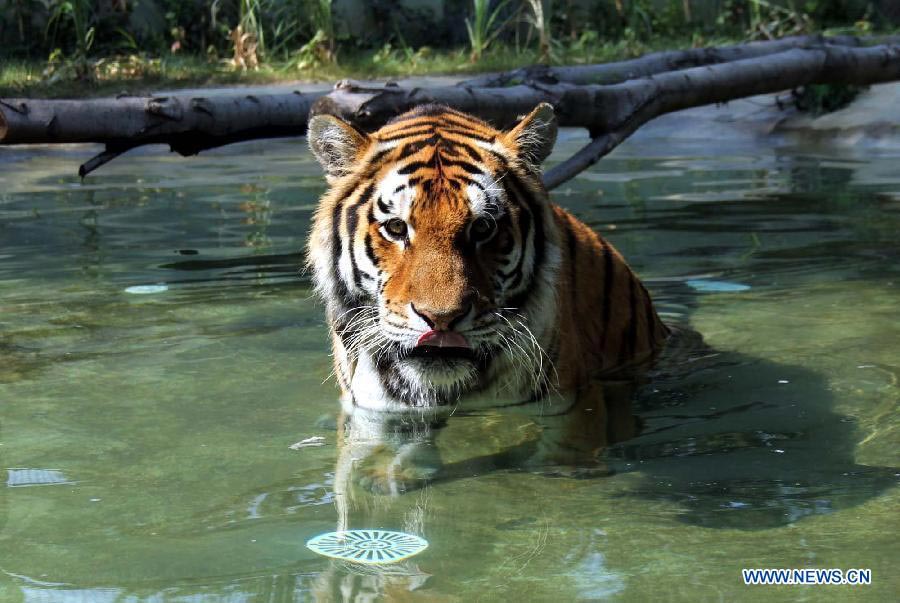 Lovely animals escape scorching heat