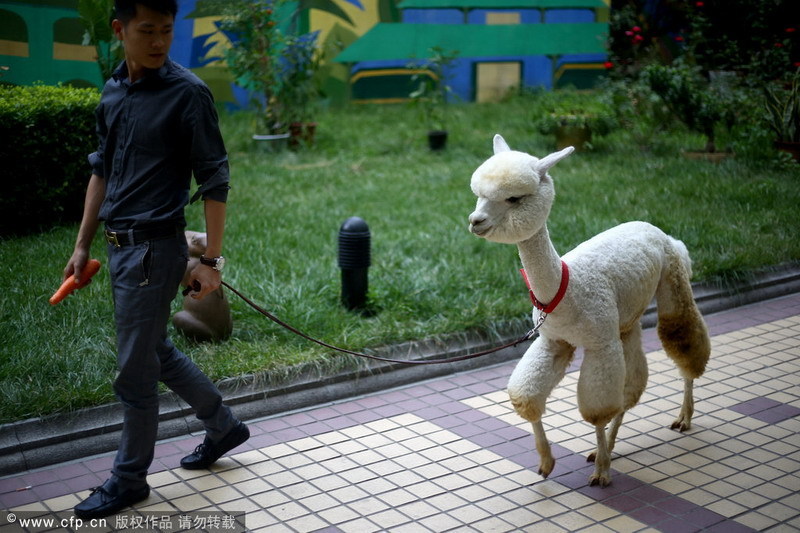 New pet favorites for the Chinese