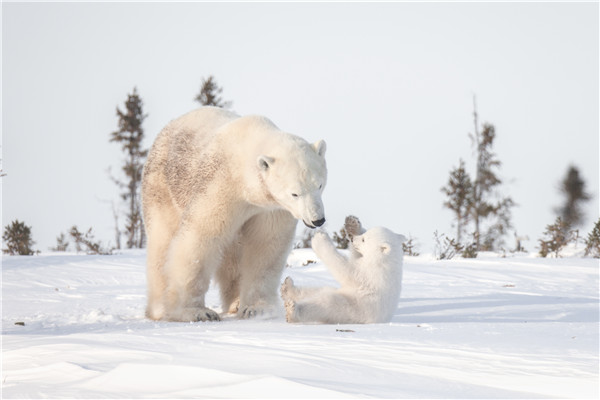 Gu Ying: from flying high to watching the sky