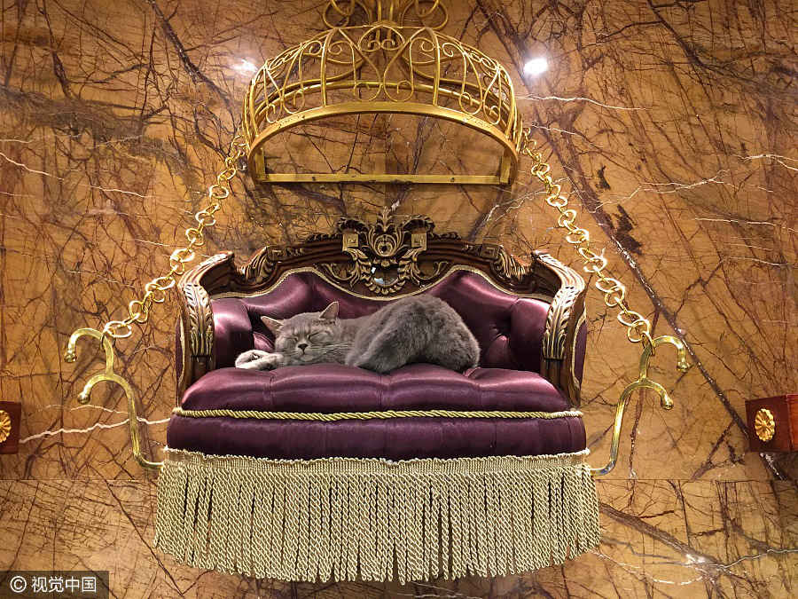 Cats are in the spotlight at this Guangzhou restaurant